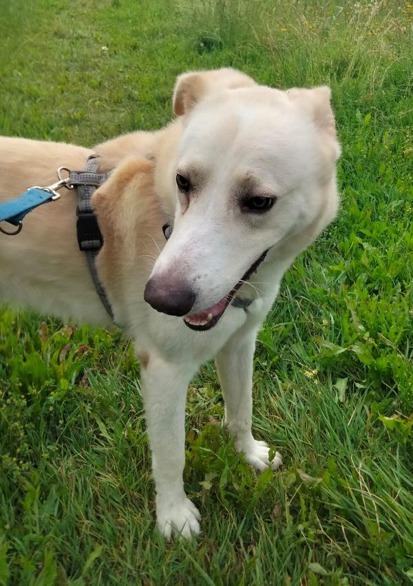 Oliver taglia grande, va d’accordo con cani e gatti Foto 6